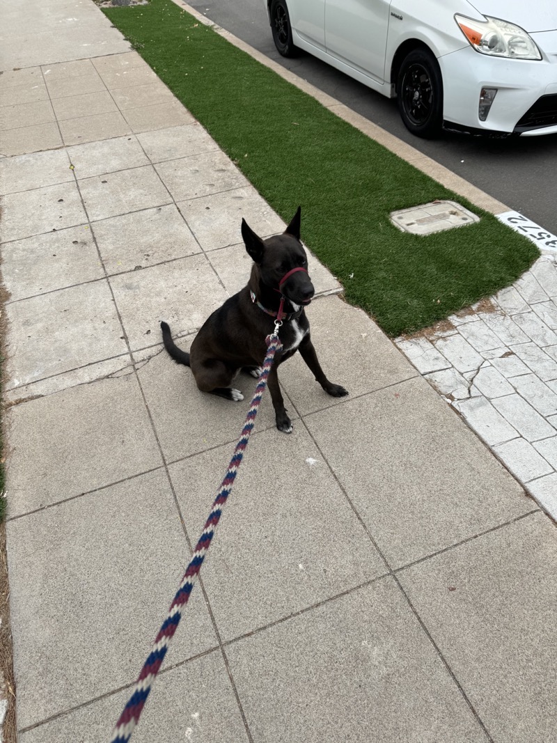 A picture of a black dog named Bowie sitting, taken on July 7 2024 at 6:39 am